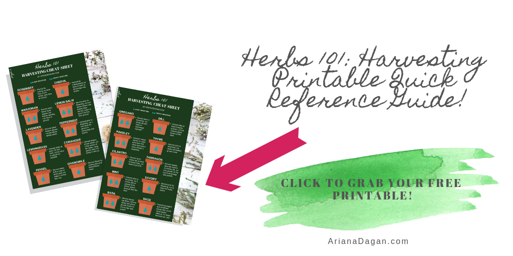 Herbs 101 Harvesting Cheat Sheet Printable by Ariana Dagan