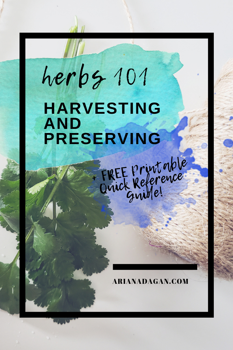 Herbs 101 Harvesting and Preserving by Ariana Dagan